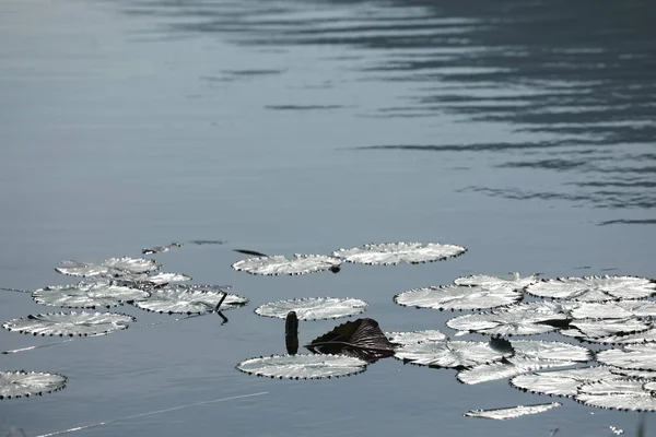 Lotus çiçeği göleti Kerala Hindistan