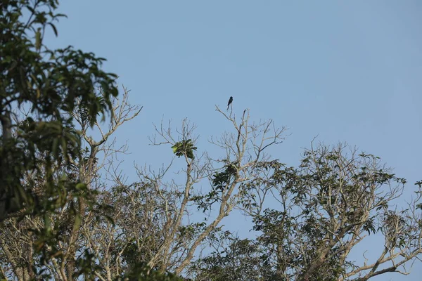 Vogel Auf Dem Baum Nahaufnahme — Stockfoto