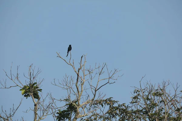 Vogel Auf Dem Baum Nahaufnahme — Stockfoto