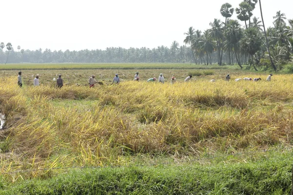 Farmer Fields Marzo 2021 Hyderabad India —  Fotos de Stock