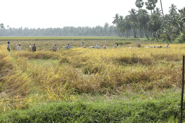 Indyjski Rolnik Fields — Zdjęcie stockowe