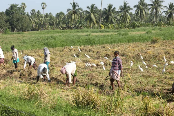 Agriculteur Indien Fields — Photo