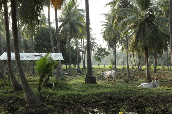 Feeding Rural Area — Stock Photo, Image