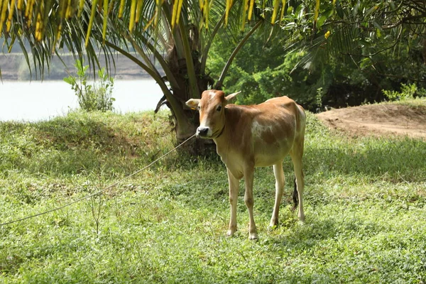 Kırsal Evdeki İnek Dana