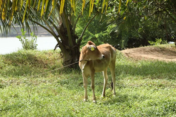 Kırsal Evdeki İnek Dana