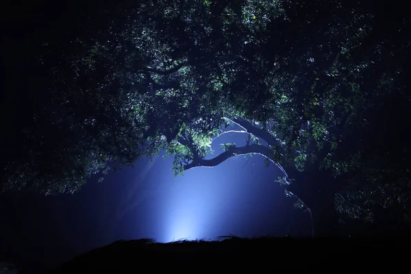 Horror Shot Tree — Stock Photo, Image