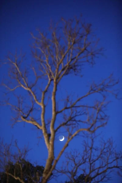 Lune Couchée Dans Ciel — Photo