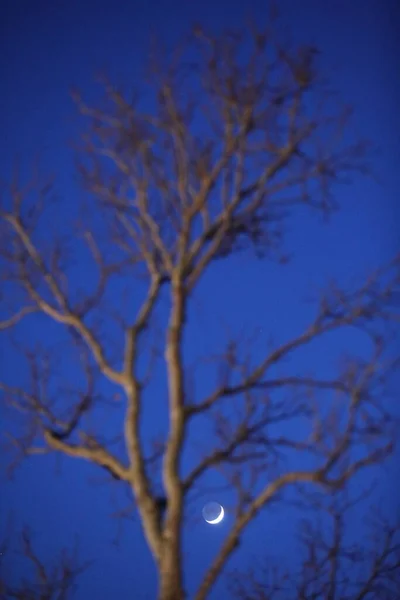 Albero Trunk Texture Macro Shot — Foto Stock