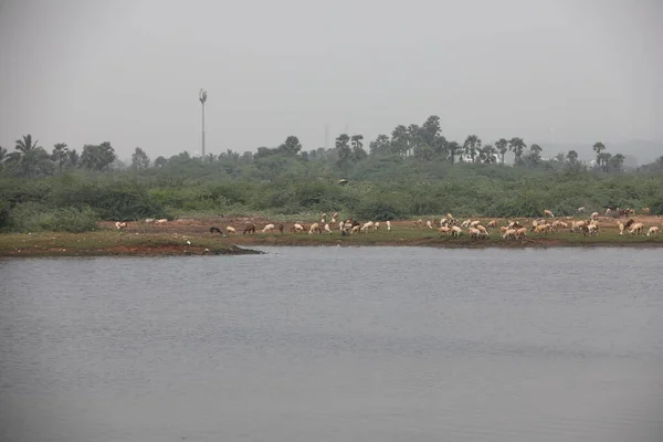 Goats Rural Village Area — Stock Photo, Image