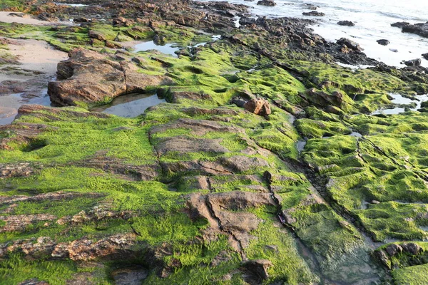 Taşta yeşil yosun var.