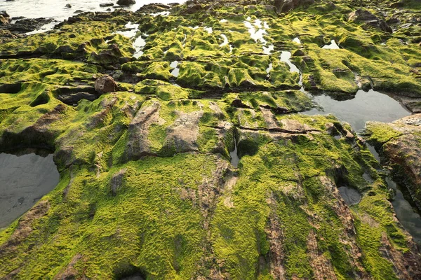 Taşta yeşil yosun var.