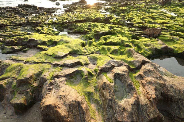 Zelený Mech Kameni — Stock fotografie