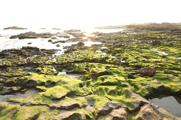 Grön Mossa Stenen — Stockfoto