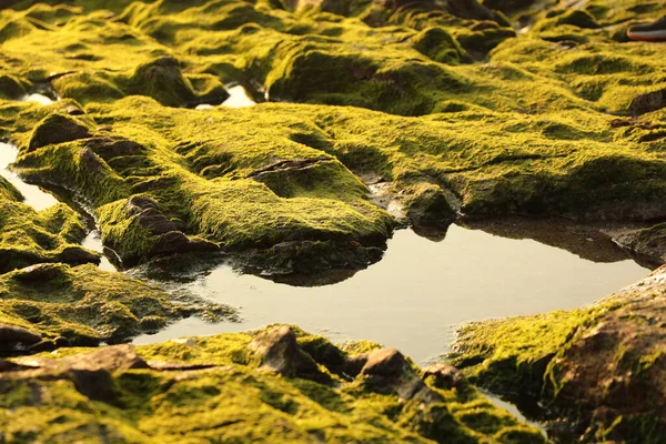 Musgo Verde Pedra — Fotografia de Stock