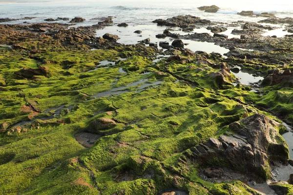 Taşta yeşil yosun var.