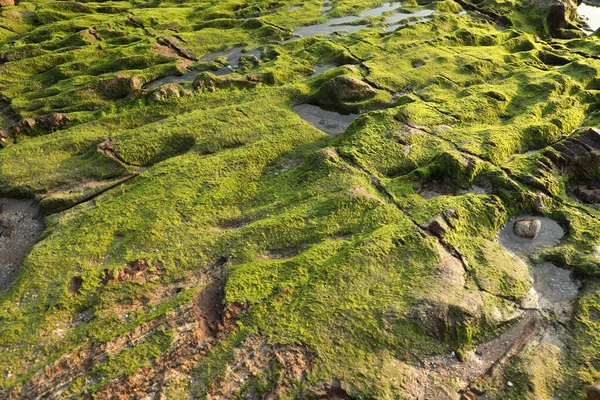 Musgo Verde Pedra — Fotografia de Stock