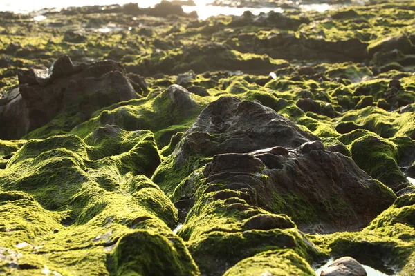 Taşta yeşil yosun var.