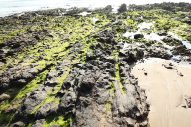 Taşta yeşil yosun var.