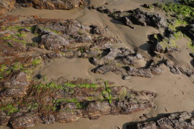 Taşta yeşil yosun var.