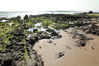 Taşta yeşil yosun var.