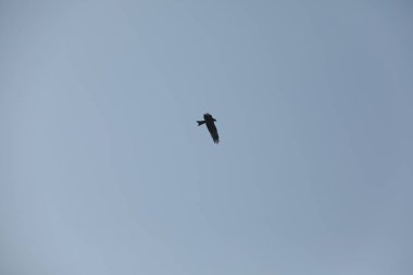 Kuş Kartal gökyüzünde uçuyor