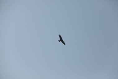 Kuş Kartal gökyüzünde uçuyor