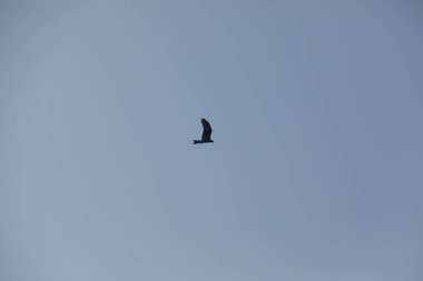 Kuş Kartal gökyüzünde uçuyor