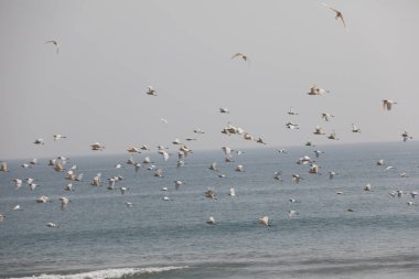 Kumsalda Gökyüzündeki Kuş Turnaları