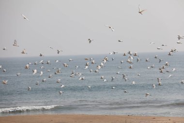 Kumsalda Gökyüzündeki Kuş Turnaları
