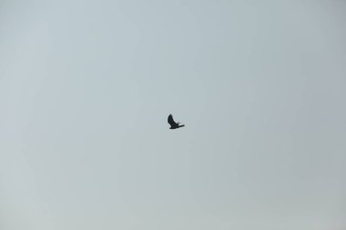 Kuş Kartal gökyüzünde