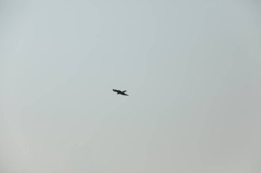 Kuş Kartal gökyüzünde