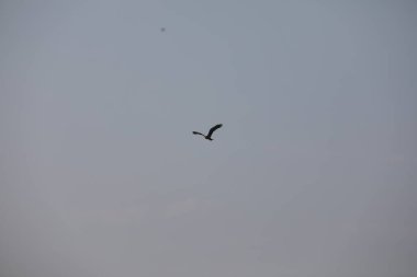 Kuş Kartal gökyüzünde