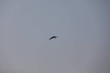 Kuş Kartal gökyüzünde