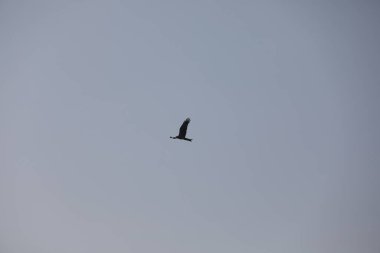 Kuş Kartal gökyüzünde