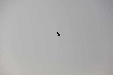 Kuş Kartal gökyüzünde