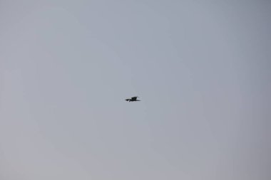 Kuş Kartal gökyüzünde