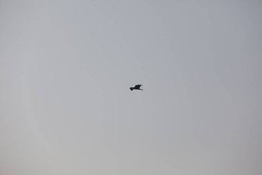 Kuş Kartal gökyüzünde