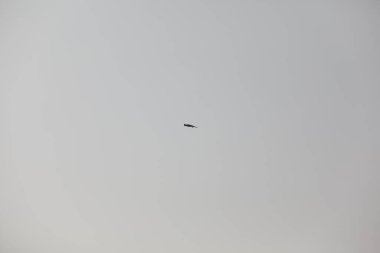 Kuş Kartal gökyüzünde