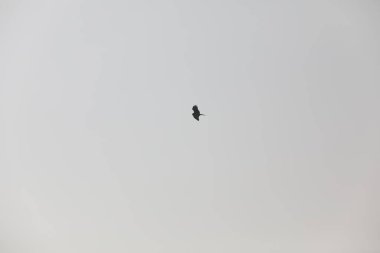 Kuş Kartal gökyüzünde