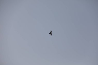 Kuş Kartal gökyüzünde