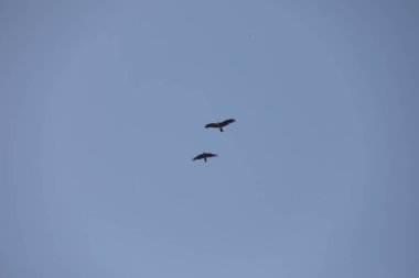 Kuş Kartal gökyüzünde