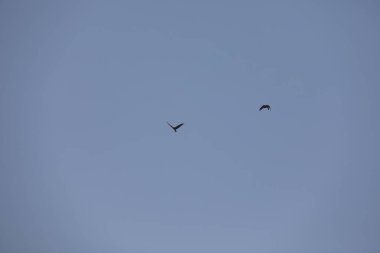 Kuş Kartal gökyüzünde