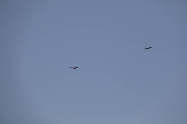 Kuş Kartal gökyüzünde