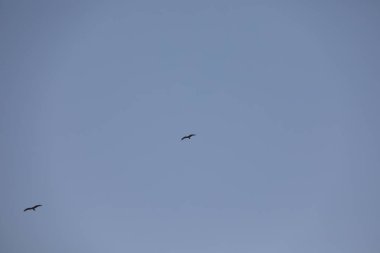 Kuş Kartal gökyüzünde