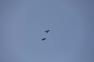 Kuş Kartal gökyüzünde