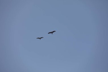 Kuş Kartal gökyüzünde