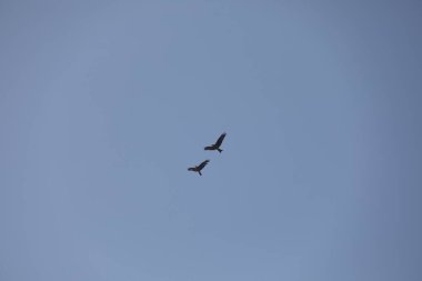 Kuş Kartal gökyüzünde