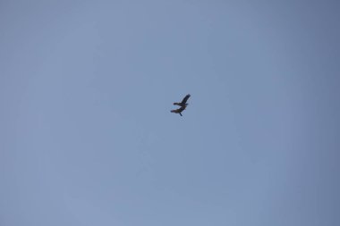 Kuş Kartal gökyüzünde