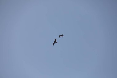 Kuş Kartal gökyüzünde