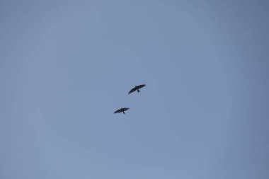 Kuş Kartal gökyüzünde